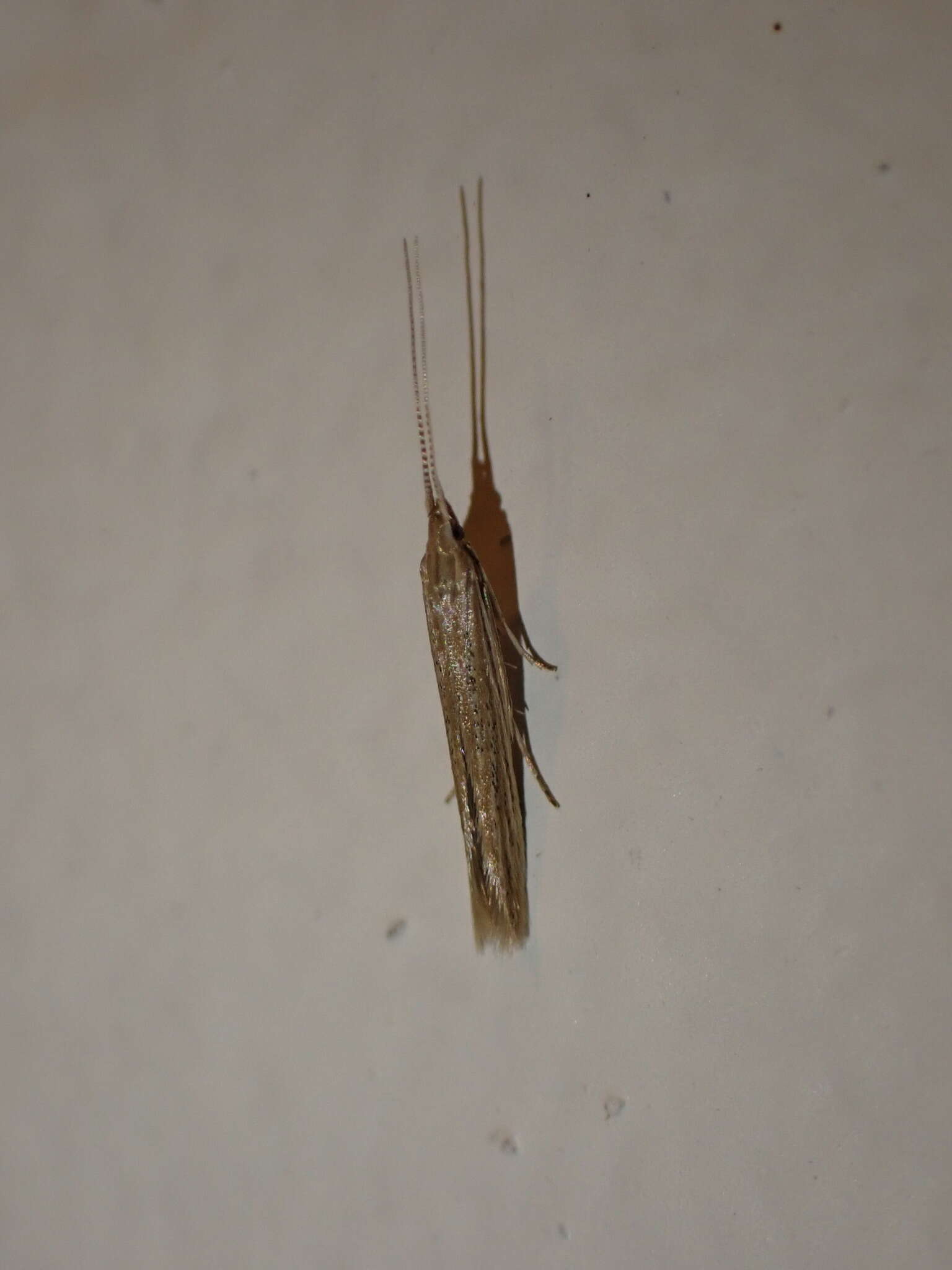 Image of Coleophora versurella Zeller