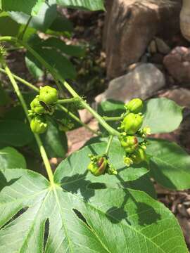 Image of Jatropha excisa Griseb.