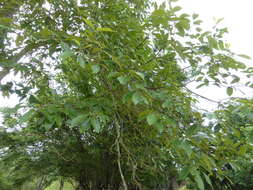 Image of Cordia trichotoma (Vell.) Arrab. ex Steud.