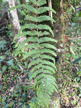 Image of Serpocaulon dissimile (L.) A. R. Sm.