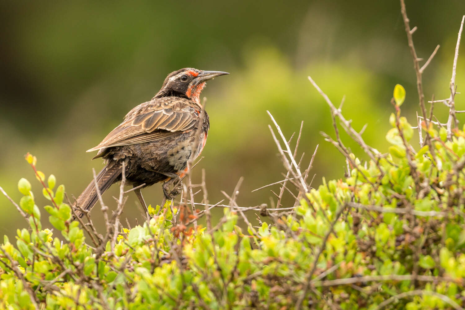 Image of Long-tailed Meadowlark