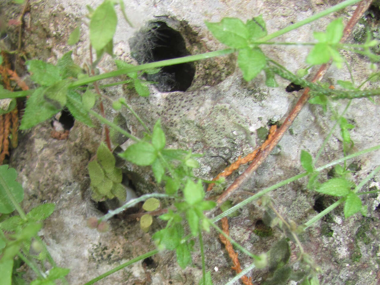 Plancia ëd Galium texense A. Gray