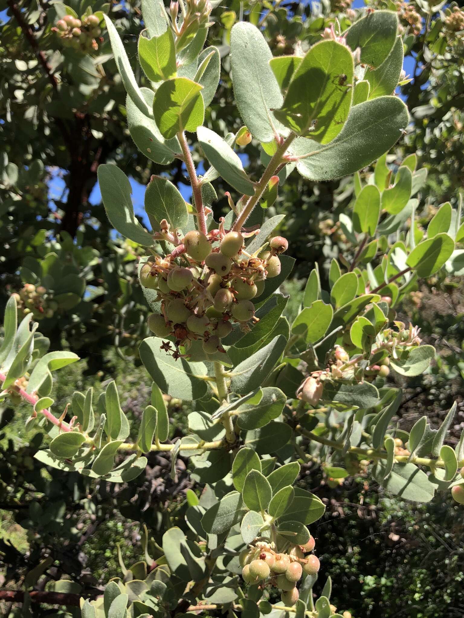 Image of Hoover's manzanita