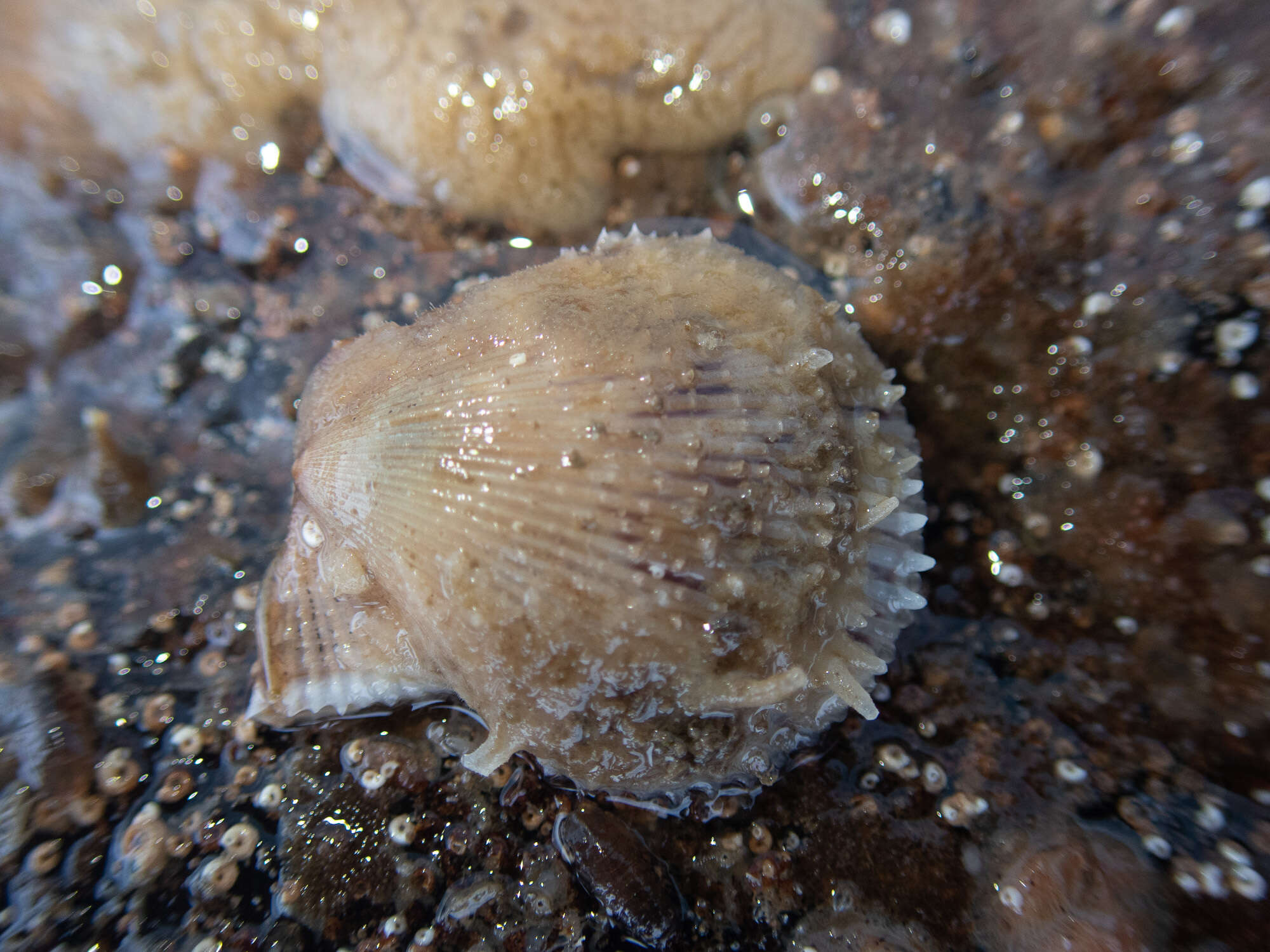 Image of variegated scallop