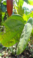 Image of Bauhinia phoenicea Wight & Arn.