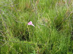 Слика од Ipomoea sagittata Poir.