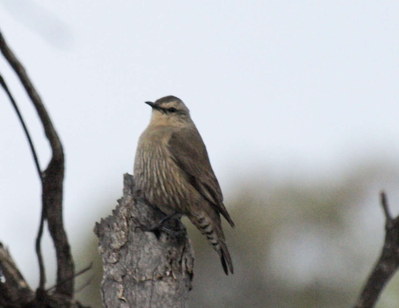 Climacteris affinis Blyth 1863的圖片