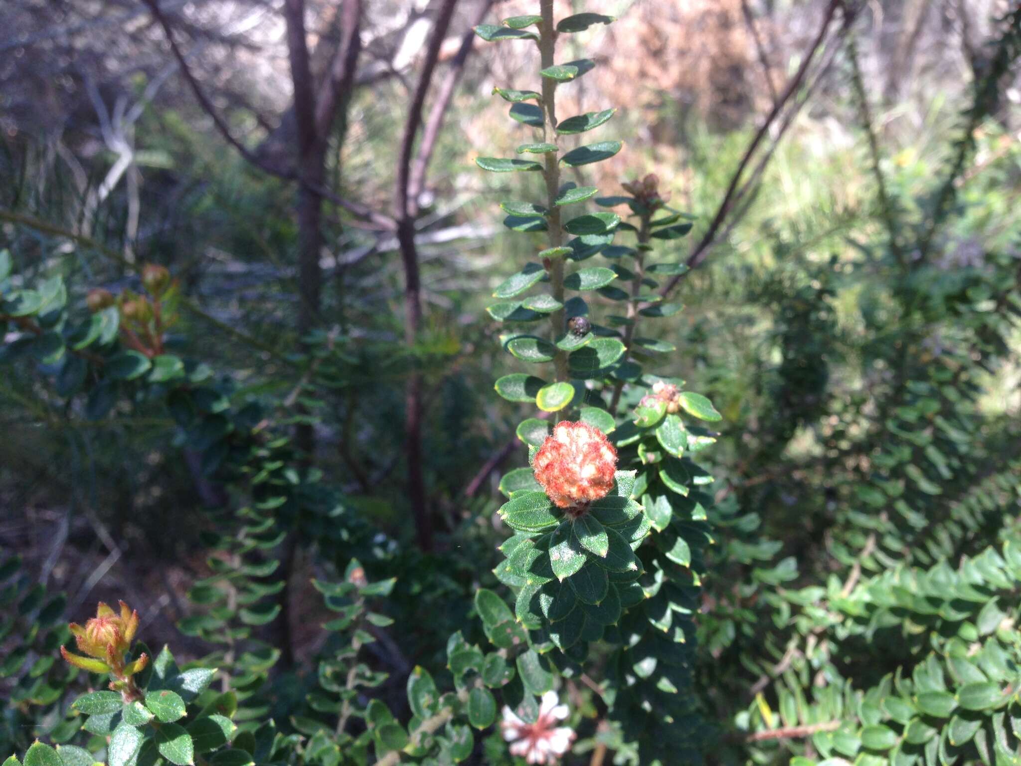 Image of Grevillea buxifolia (Sm.) R. Br.