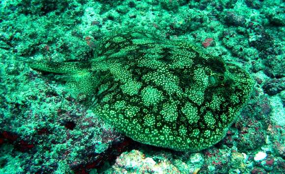 Image of Tumbes Round Stingray