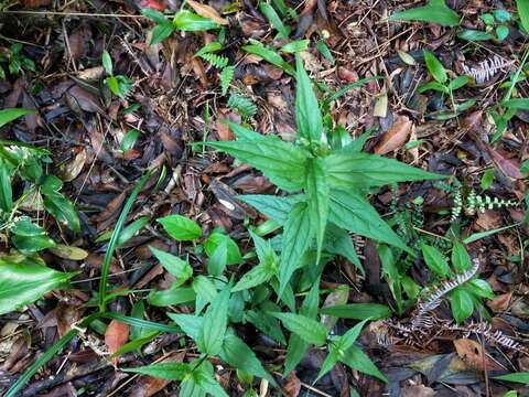 Image of Eupatorium tashiroi Hayata