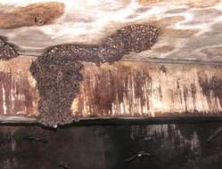 Image of Cave Myotis