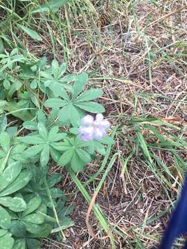 Image of lodgepole lupine