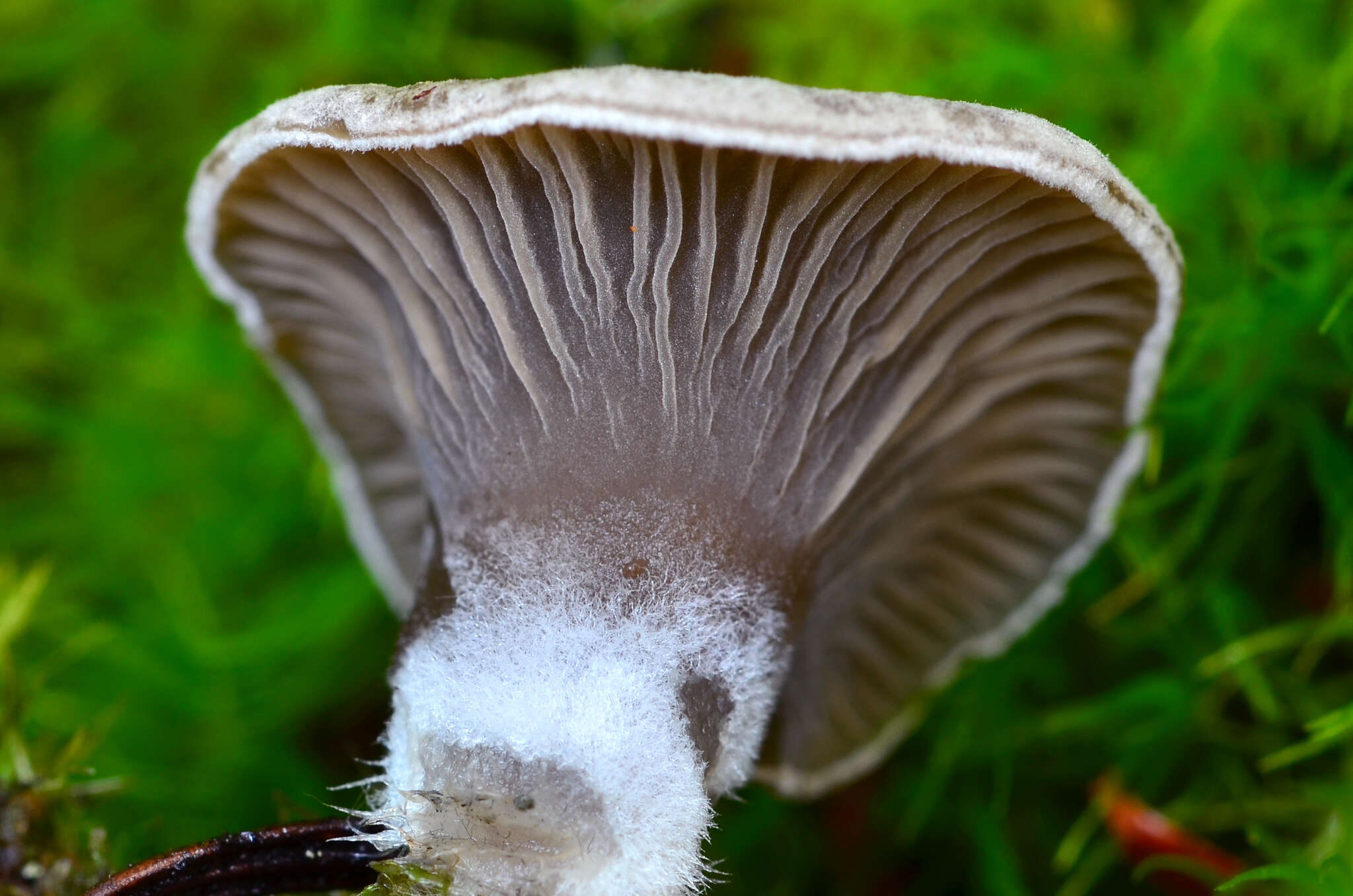 Image of Arrhenia acerosa (Fr.) Kühner 1980