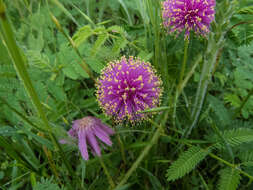 Imagem de Mimosa quadrivalvis var. platycarpa (A. Gray) Barneby