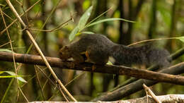 Image of Kinabalu Squirrel