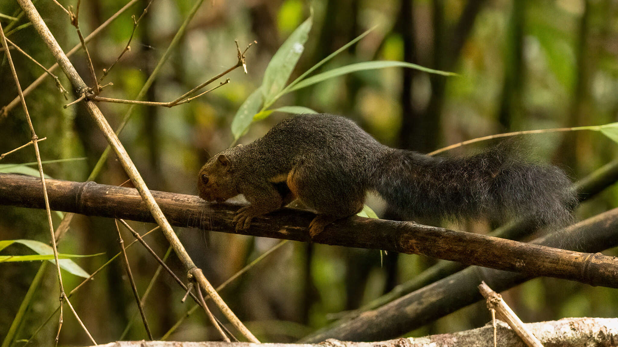 Image of Kinabalu Squirrel