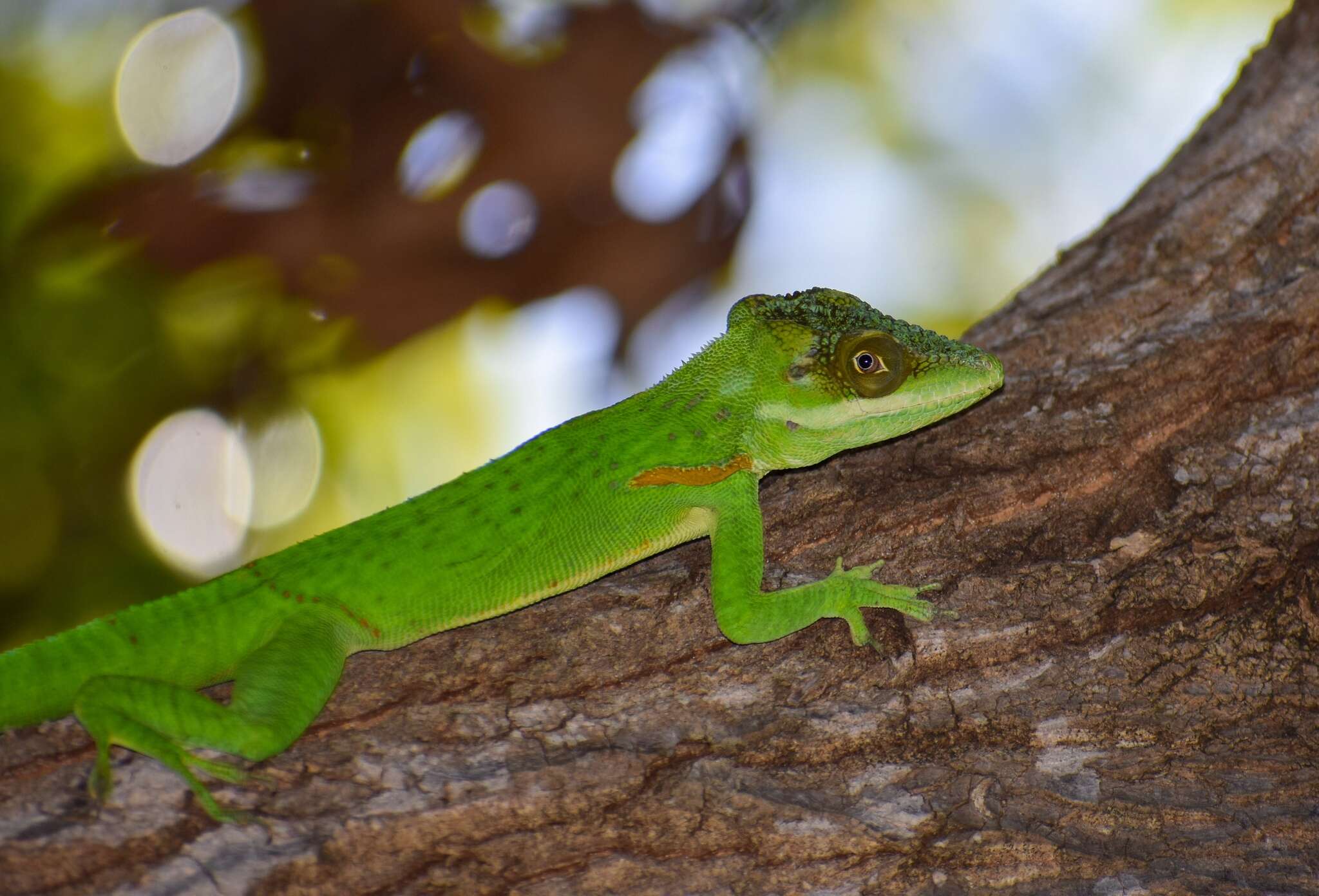 Слика од Anolis noblei Barbour & Shreve 1935