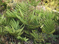 Sivun Pteris minor (Hieron.) Y. S. Chao kuva