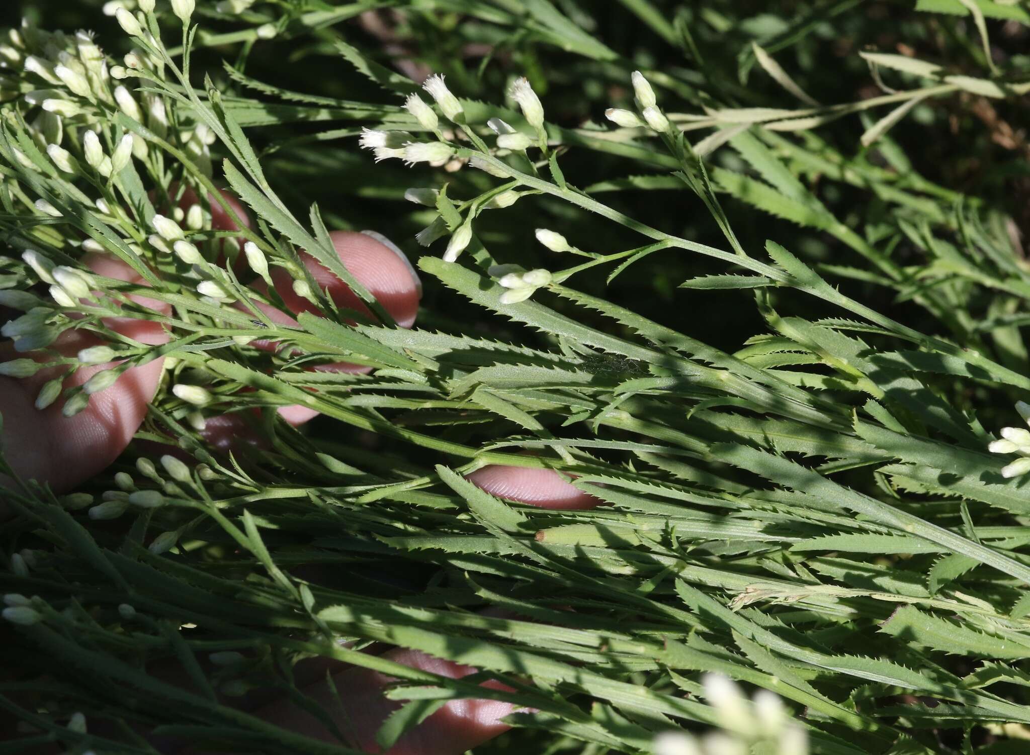 Image of Arizona baccharis