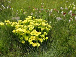 Image of Yellow pitcher plant