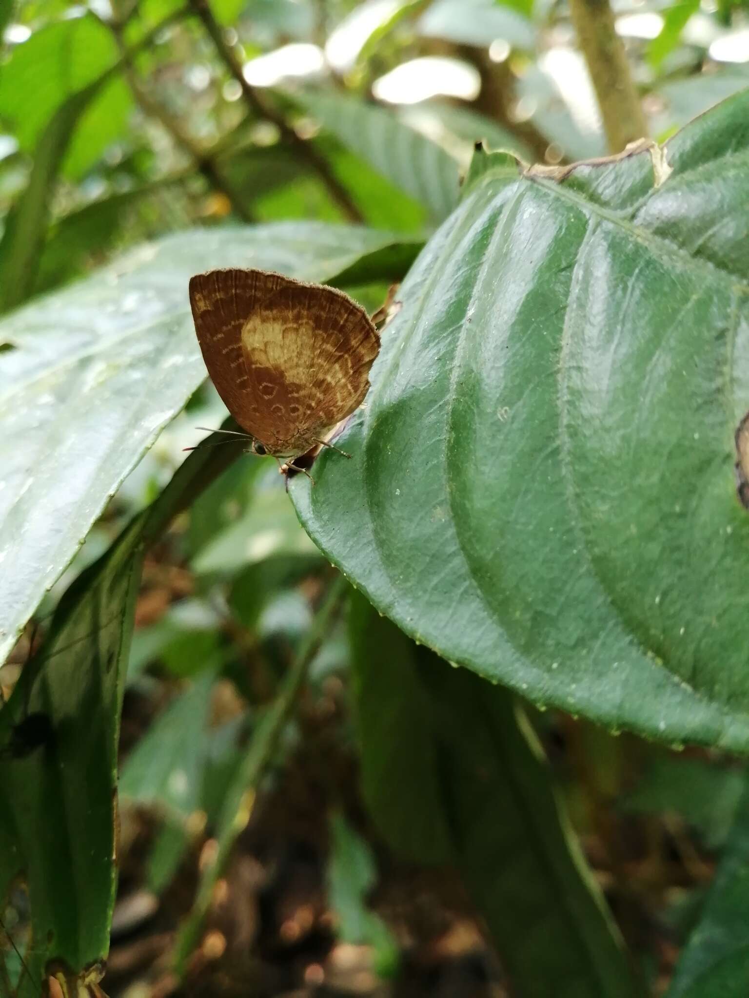 Plancia ëd Arhopala perimuta (Moore 1857)