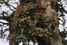 Image de Impatiens parasitica Bedd.