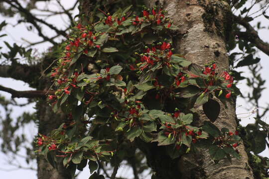 Image of Impatiens parasitica Bedd.