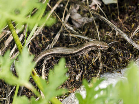 Image of Asymblepharus