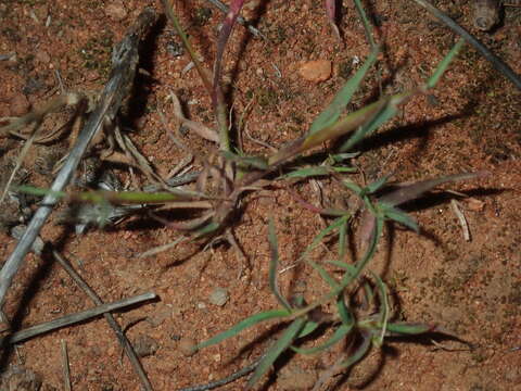 Plancia ëd Pentameris airoides (Nees) Steud.