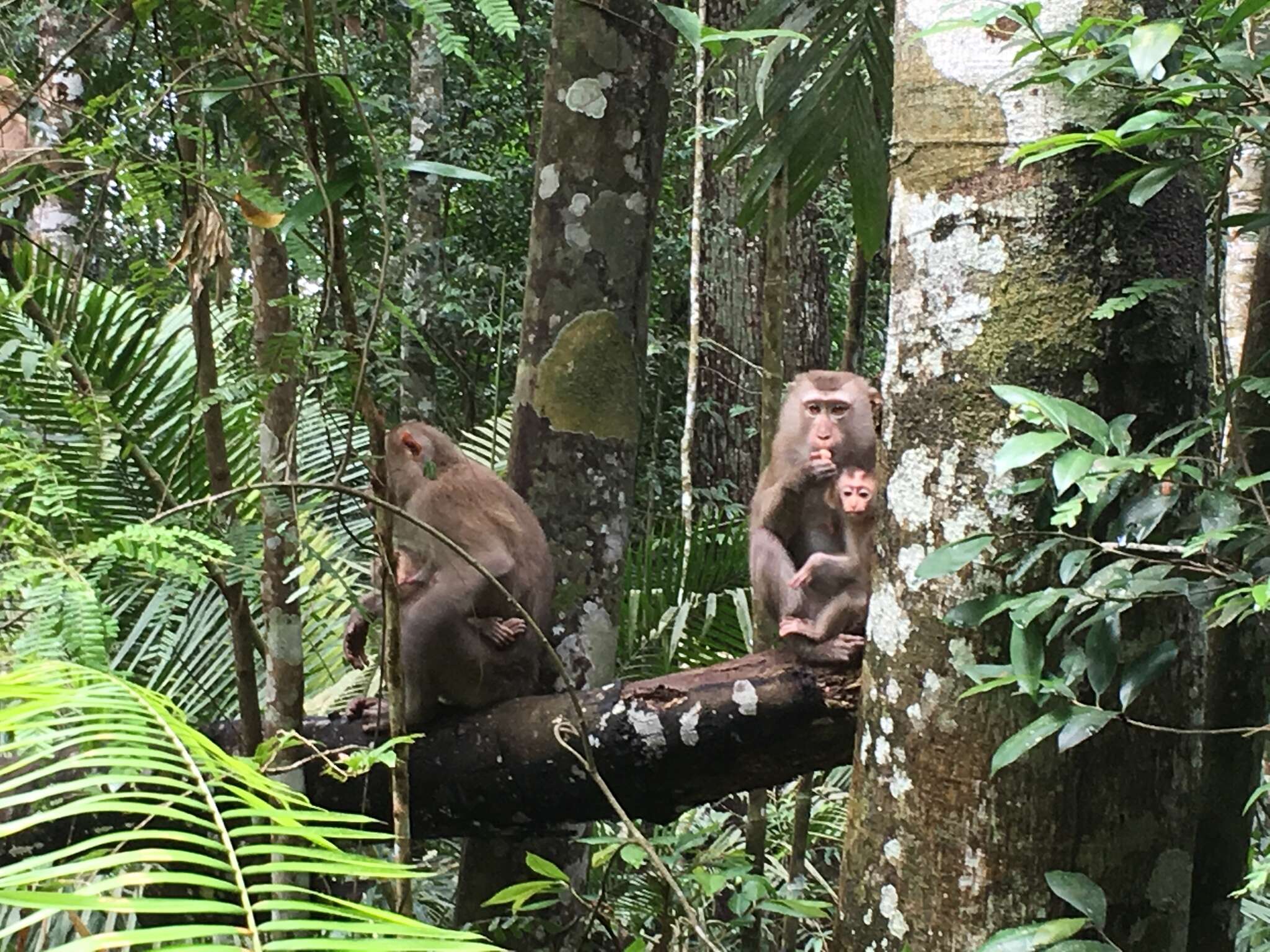 Image of Northern Pig-tailed Macaque