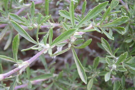 Image of Salvia wiedemannii Boiss.