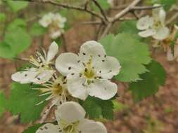 Image of Copenhagen hawthorn