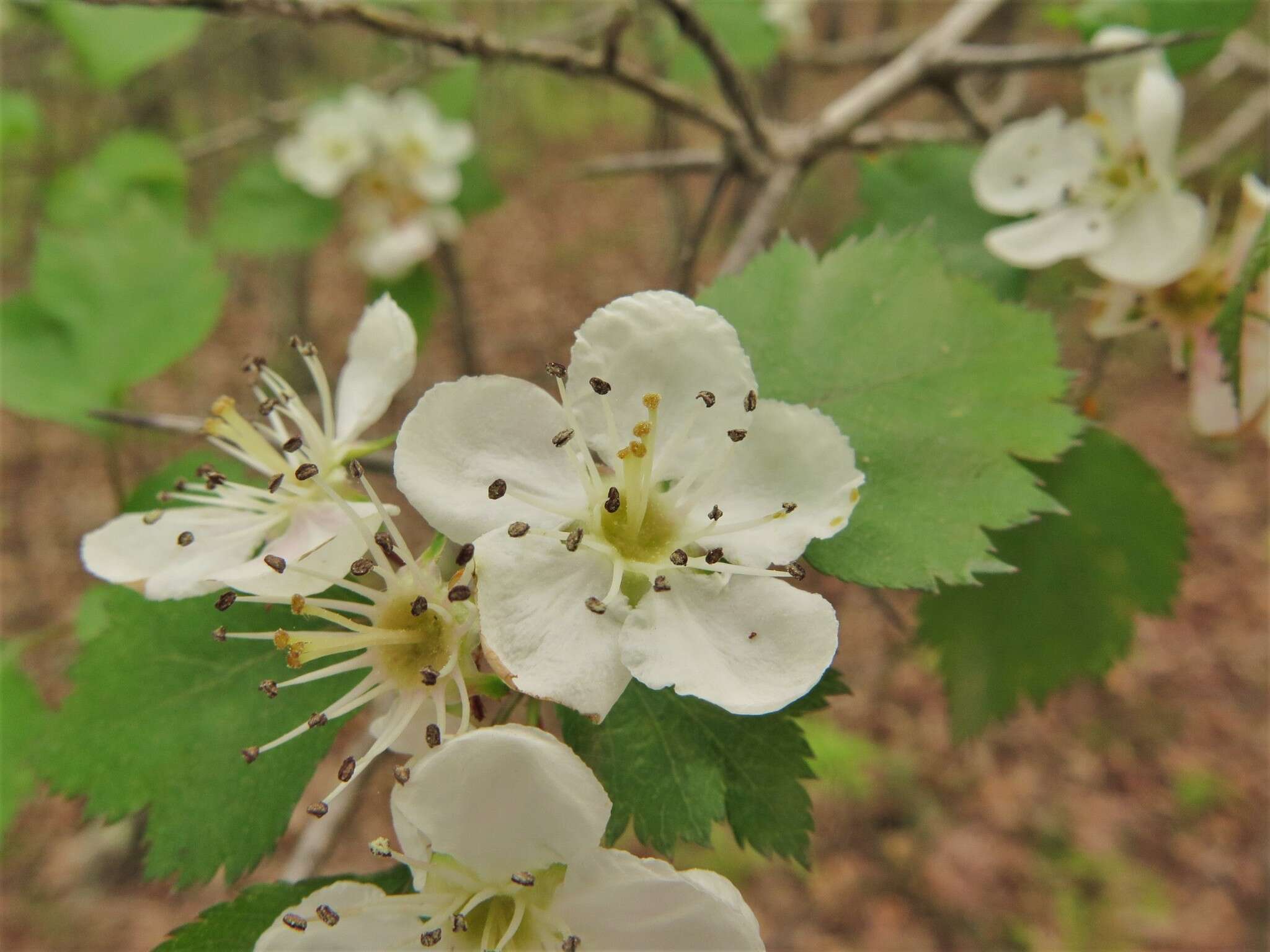 Image of Copenhagen hawthorn