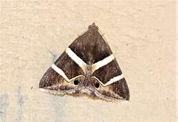 Grammodes oculicola Walker 1858的圖片