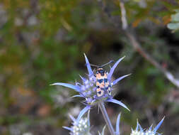 Eryngium dilatatum Lam. resmi