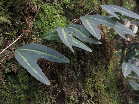 Image of Passiflora urnifolia Rusby