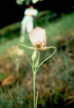 Слика од Calochortus