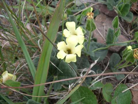 Image of Thunbergia capensis Rets.