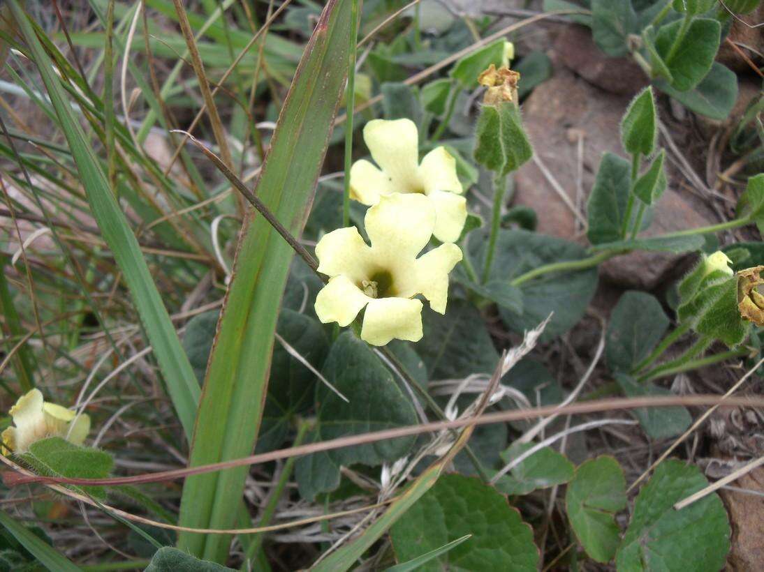 صورة Thunbergia capensis Rets.