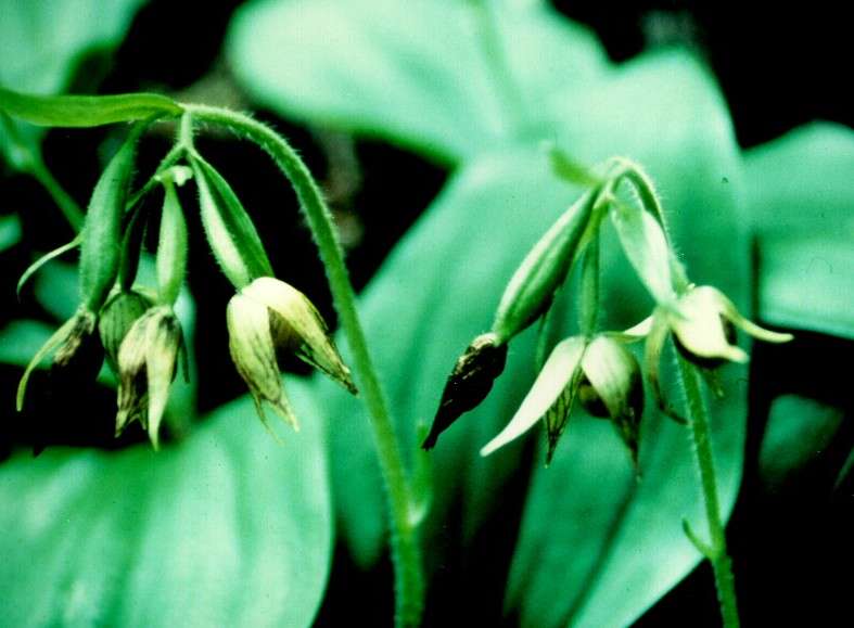 Image de Cypripedium fasciculatum Kellogg