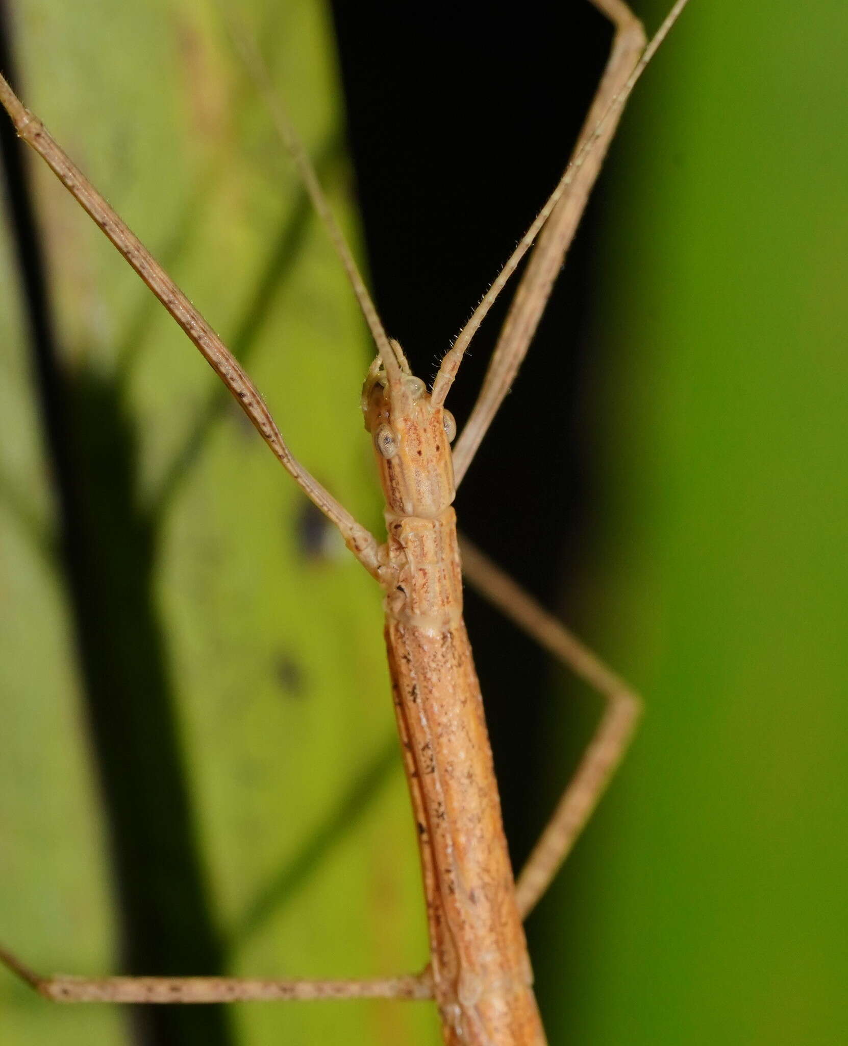 Image of Sipyloidea larryi Hasenpusch & Brock 2007