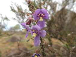 Image of Diascia alonsooides Benth.