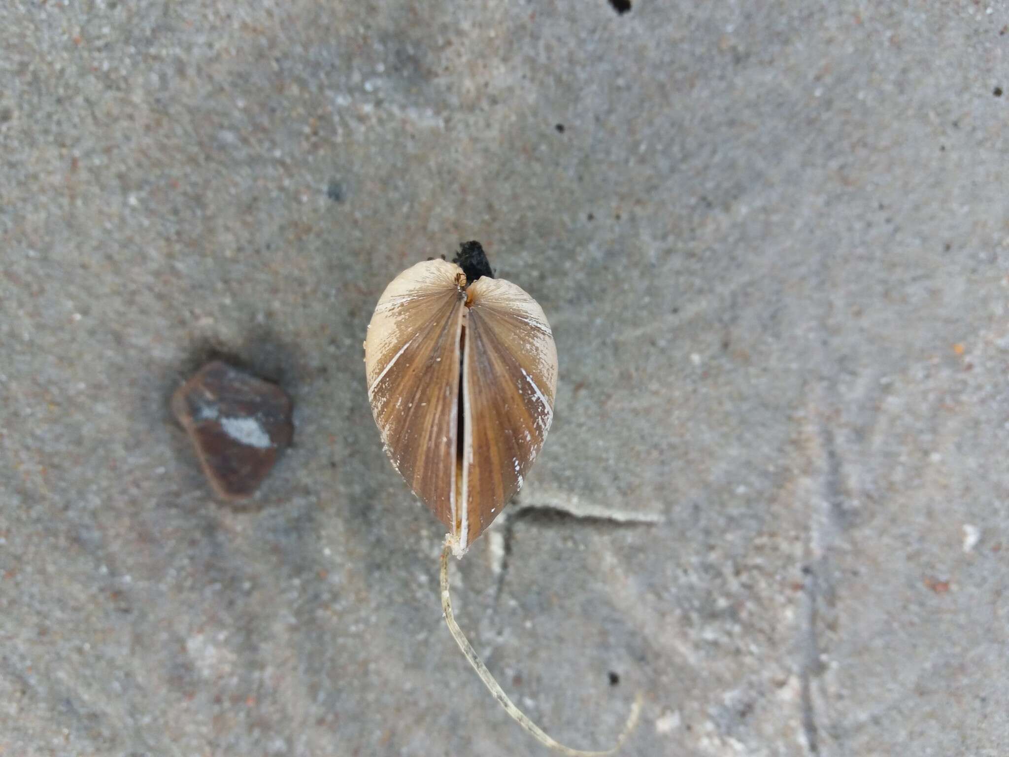 Image of Swollen River Mussel