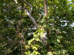 Image of Bird-cherry Ermine