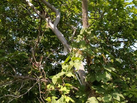 Imagem de Yponomeuta evonymella Linnaeus 1758