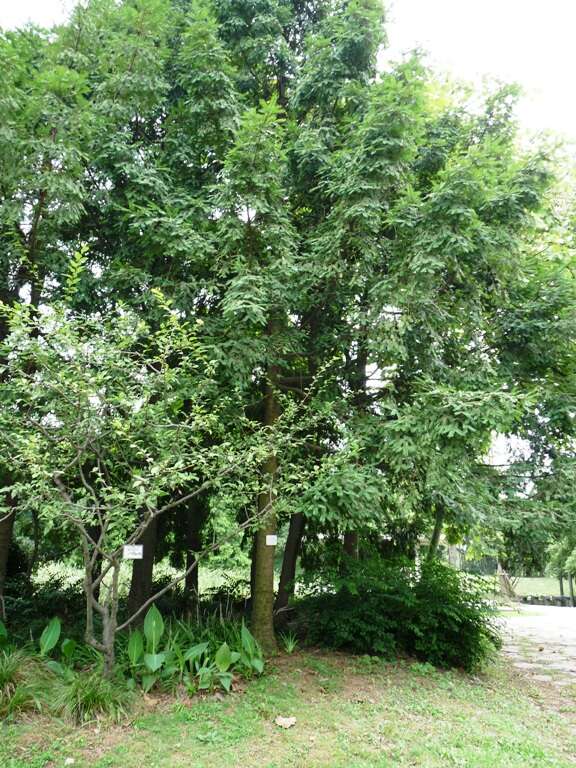 Image of Chinese Nutmeg Tree