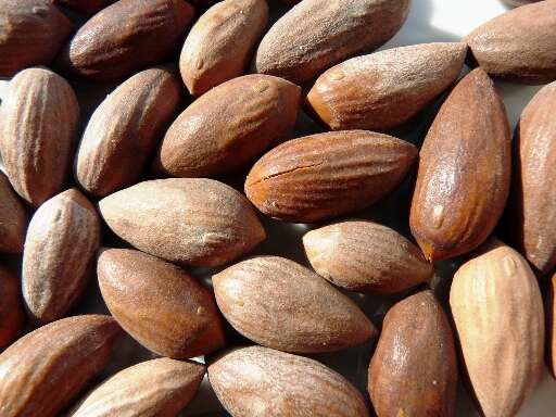 Image of Chinese Nutmeg Tree