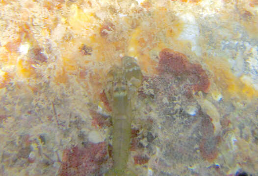 Image of Mediterranean snapping prawn