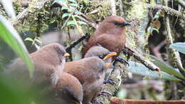 Image of Rufous Wren