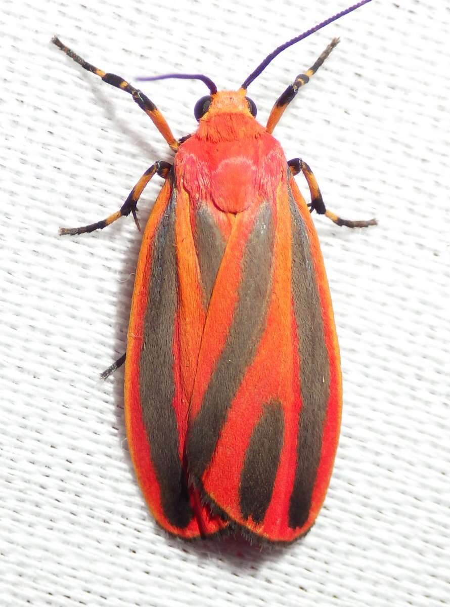 Image of Scarlet-winged Lichen Moth